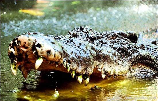 غول پیکر ترین و ترسناک ترین کروکودیل دنیا +تصاویر