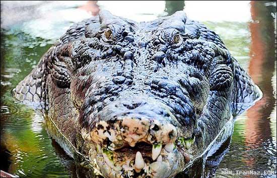 غول پیکر ترین و ترسناک ترین کروکودیل دنیا +تصاویر