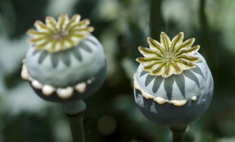 زمان خواندن؛ آمار عجیب از کِشت غیرقانونی تریاک در ایران زمان خواندن؛ آمار عجیب از کِشت غیرقانونی تریاک در ایران