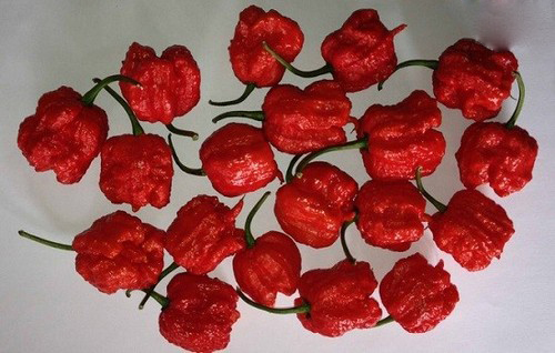 عکس هایی از رکوردهای دیدنی و باورنکردنی گینس