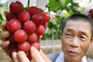 خبر جدید؛ فروش خوشه انگور 27 میلیون تومانی در ژاپن (عکس) فروش خوشه انگور 27 میلیون تومانی در ژاپن (عکس)