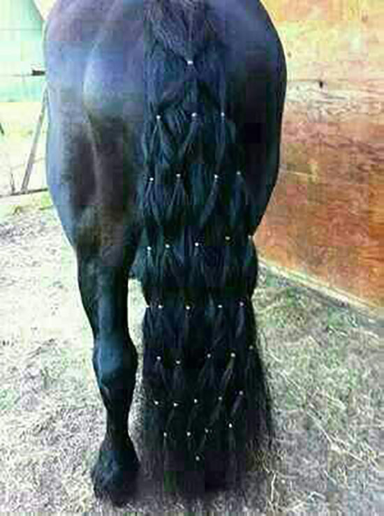 عکسهای دیدنی از زیباترین اسب ها عکسهای دیدنی از زیباترین اسب ها