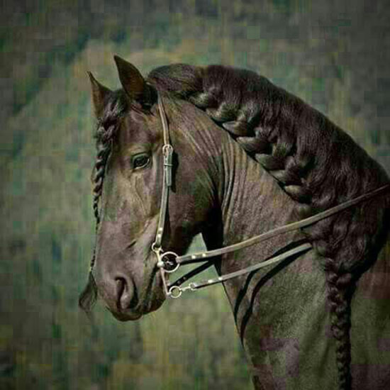 عکسهای دیدنی از زیباترین اسب ها عکسهای دیدنی از زیباترین اسب ها