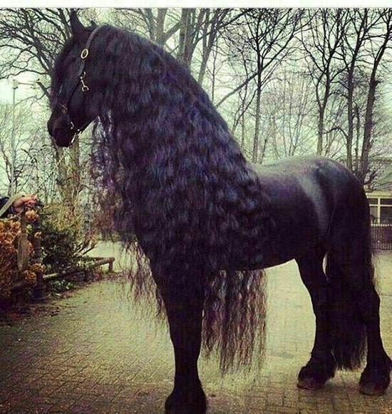 عکسهای دیدنی از زیباترین اسب ها عکسهای دیدنی از زیباترین اسب ها