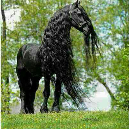 عکسهای دیدنی از زیباترین اسب ها عکسهای دیدنی از زیباترین اسب ها