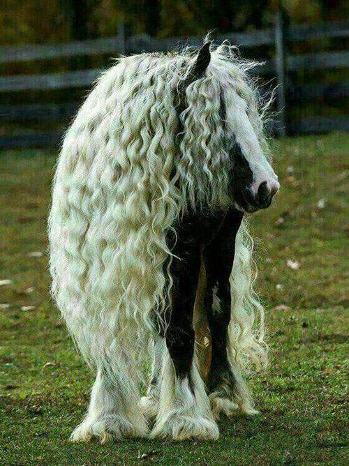 عکسهای دیدنی از زیباترین اسب ها عکسهای دیدنی از زیباترین اسب ها