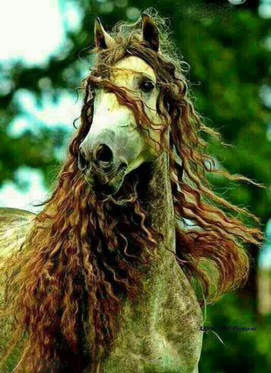 عکسهای دیدنی از زیباترین اسب ها عکسهای دیدنی از زیباترین اسب ها