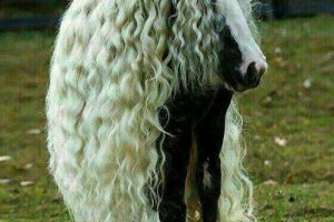 خبر جدید؛ عکسهای دیدنی از زیباترین اسب ها عکسهای دیدنی از زیباترین اسب ها