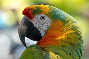 طوطی سخنگو خیانت همسر را لو داد
