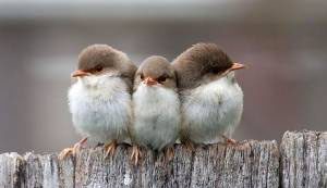 خبر جدید؛ وقتی این پرنده ها باعث مرگ انسان ها میشوند وقتی این پرنده ها باعث مرگ انسان ها میشوند