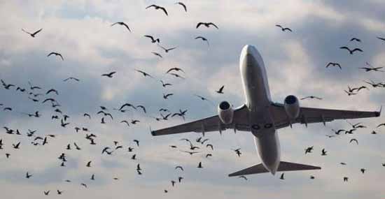 وقتی این پرنده ها باعث مرگ انسان ها میشوند وقتی این پرنده ها باعث مرگ انسان ها میشوند