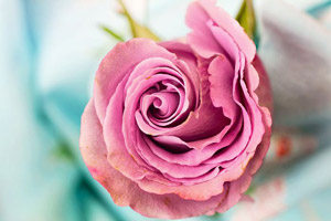 چرا دختر خانم ها رنگ صورتی دوست دارند؟!