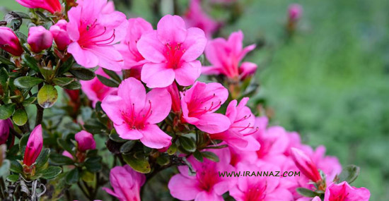 چرا دختر خانم ها رنگ صورتی دوست دارند؟!