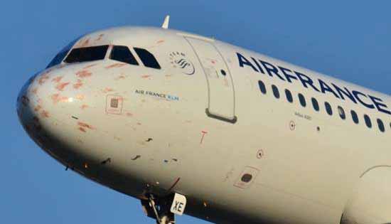 وقتی این پرنده ها باعث مرگ انسان ها میشوند وقتی این پرنده ها باعث مرگ انسان ها میشوند