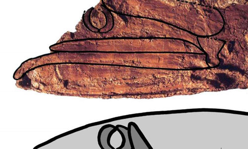 عجیب ترین ماهی 92 میلیون ساله کشف شد (عکس)