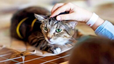 خبر جدید | نگهداری از گربه تاثیر شگفت‌انگیزی بر مغز شما دارد