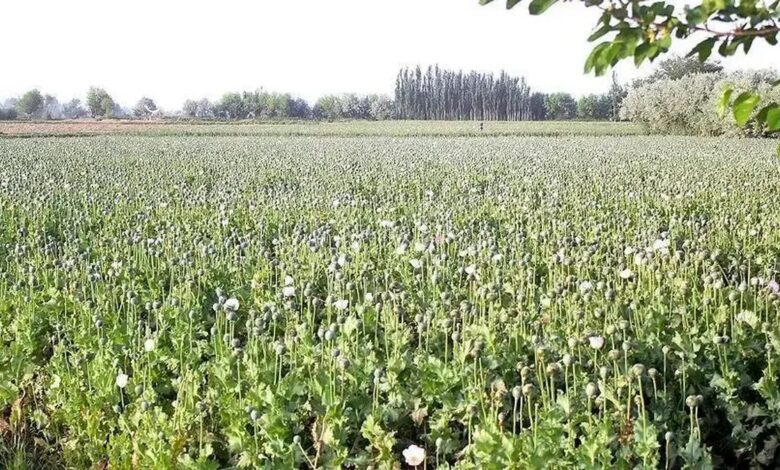 سخنگوی دولت کِشت داخلی خشخاش را تایید کرد