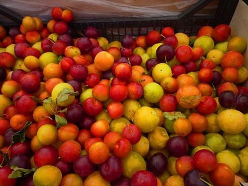 تولید 40 نوع میوه از این درخت شگفت انگیز (عکس)