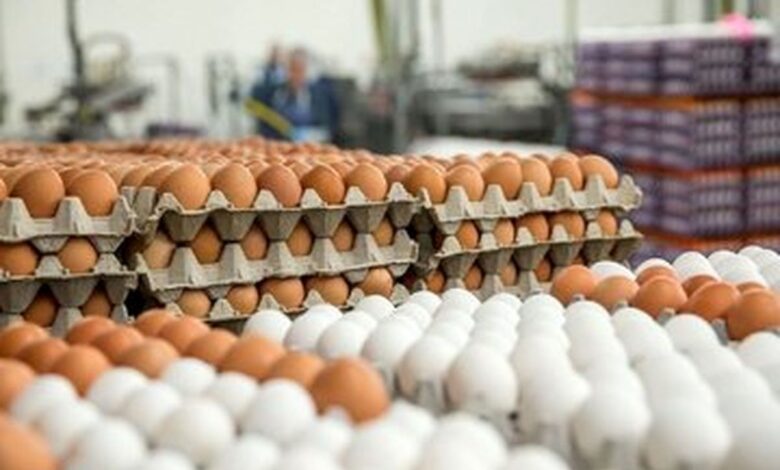 زمان خواندن؛ تخم مرغ را گران‌تر از این رقم نخرید!