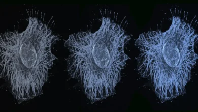 سلول ها ژن ها را با شدت های مختلف فعال نگه می دارند سلول ها ژن ها را با شدت های مختلف فعال نگه می دارند