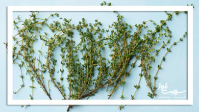 آویشن؛داروی گیاهی برای رو دل،نفخ و آروغ بدبو آویشن؛داروی گیاهی برای رو دل،نفخ و آروغ بدبو