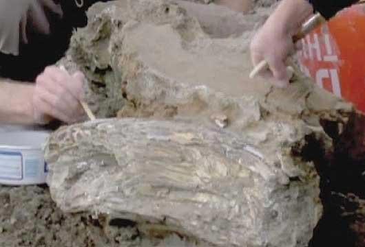 کشف فسیل یک دایناسور در چین (عکس)