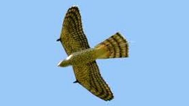 زمان خواندن؛ این یک پرنده نیست، یک ربات جاسوسی است!