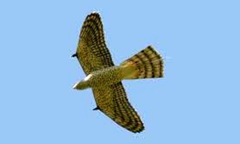 زمان خواندن؛ این یک پرنده نیست، یک ربات جاسوسی است!