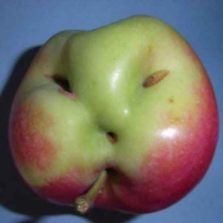 صورت های جالب و نهفته در خوراکی ها! صورت های جالب و نهفته در خوراکی ها!