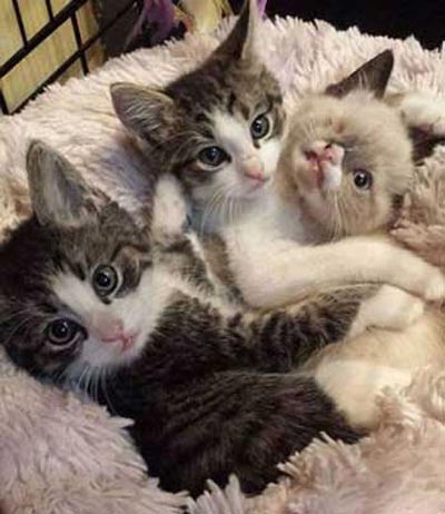 شهرت گربه  تک چشمی در دنیای اینترنت (عکس)