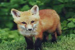 خبر جدید؛ وجود یک روباه اسرارآمیز در این باغ وحش (عکس) وجود یک روباه اسرارآمیز در این باغ وحش (عکس)