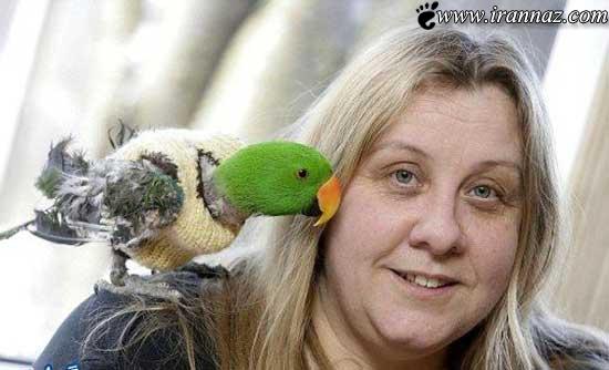 کار بسیار عجیب این طوطی هنگام گرسنه بودن!