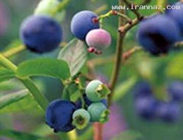 پنج چای شگفت انگیز ولی ناشناخته