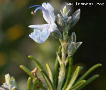 پنج چای شگفت انگیز ولی ناشناخته