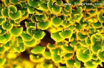 پنج چای شگفت انگیز ولی ناشناخته