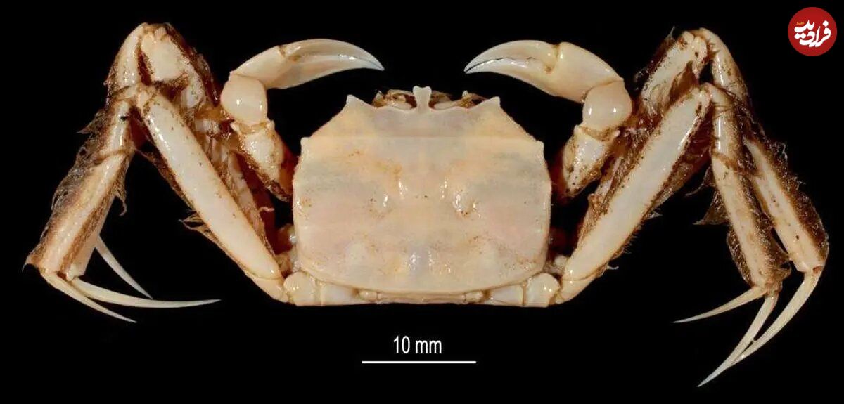 عکس| این خرچنگ ۶۵ میلیون ساله دایناسورها را زنده دید! عکس| این خرچنگ ۶۵ میلیون ساله دایناسورها را زنده دید!