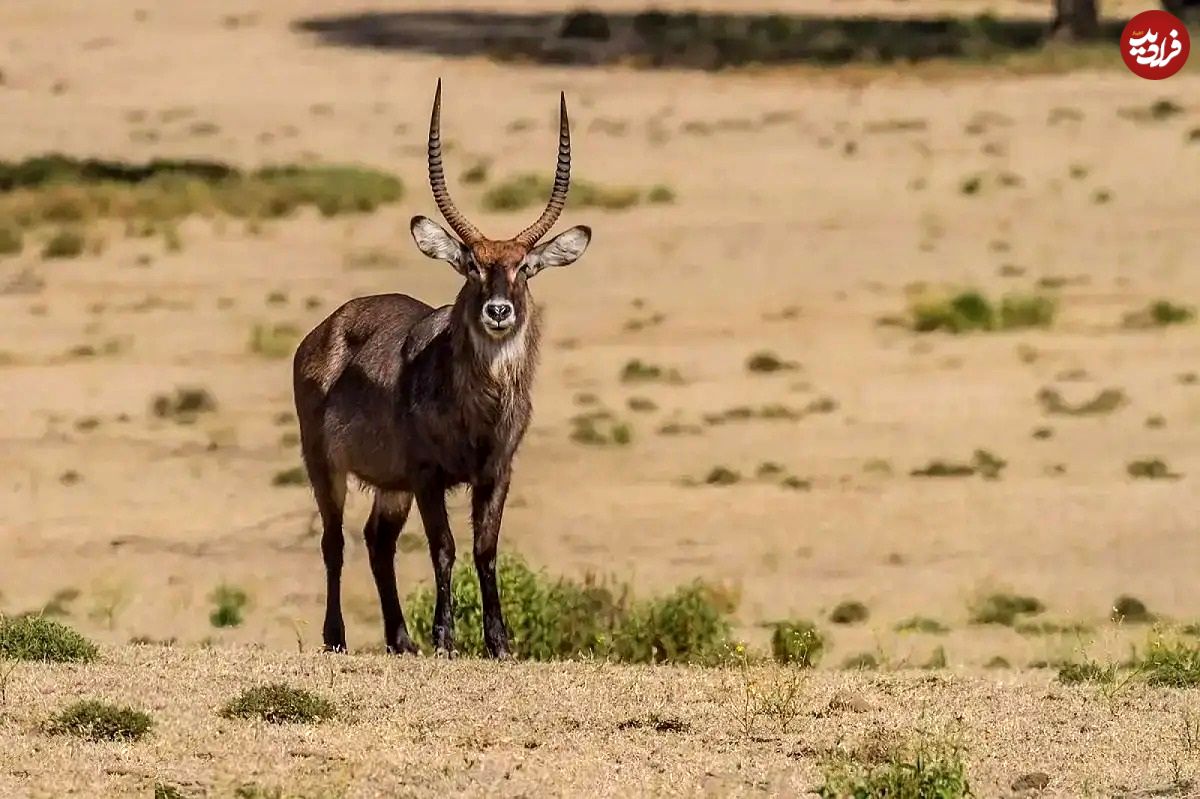 تصاویر؛ کَل آب‌دوست؛ غول باتلاق‌های آفریقا با ۳۰۰ کیلو وزن که پوستی بسیار خوشبو دارد و میلیاردرهای جهان برای شکارش صف می‌کشند!