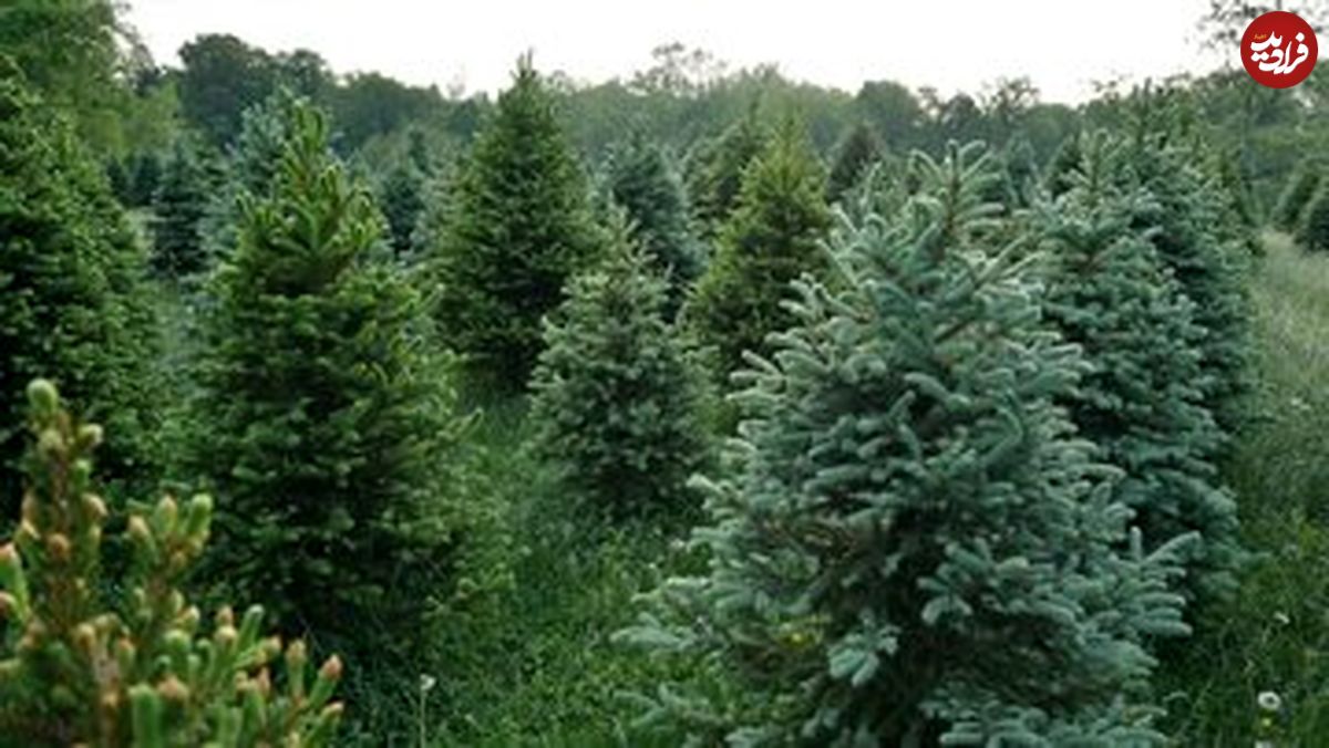 کشف طلا در برگهای درختان شمال؛ کوهی از طلا در زیر جنگلها پنهان شده است؟ کشف طلا در برگهای درختان شمال؛ کوهی از طلا در زیر جنگلها پنهان شده است؟