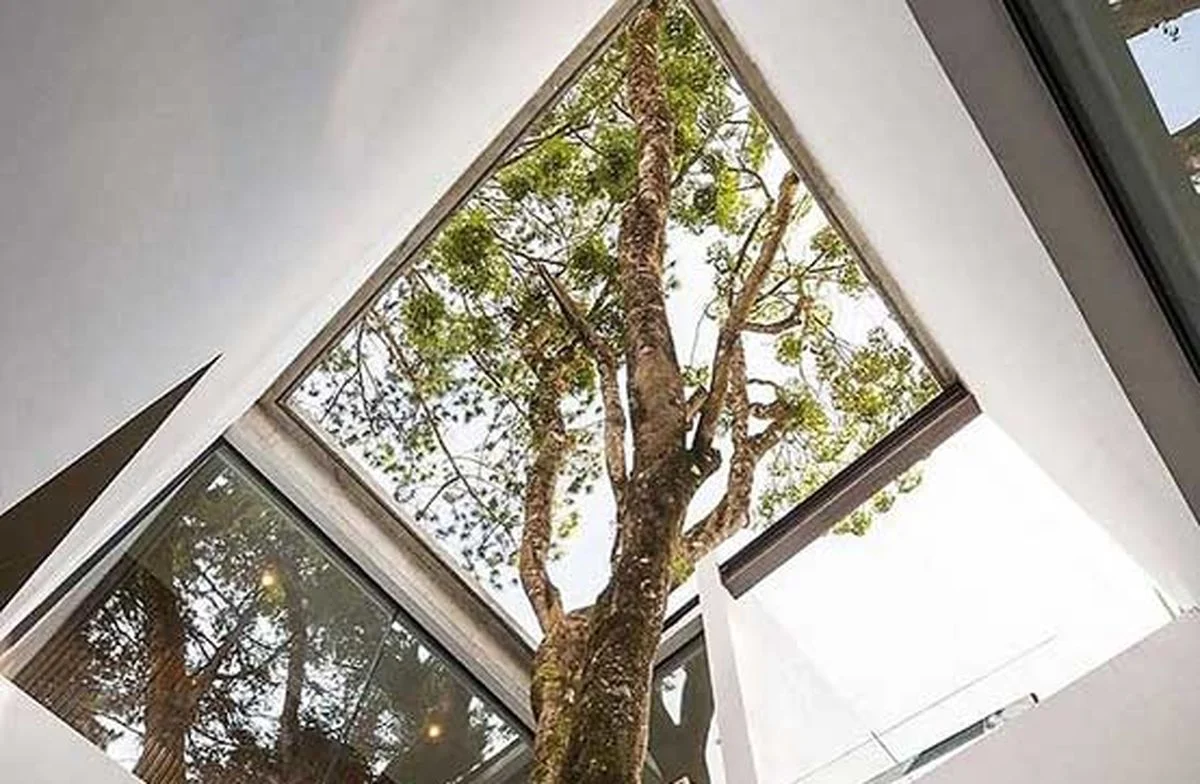 تاریخ عکس گردی| معمارانی که به درخت «نه» نگفتند!