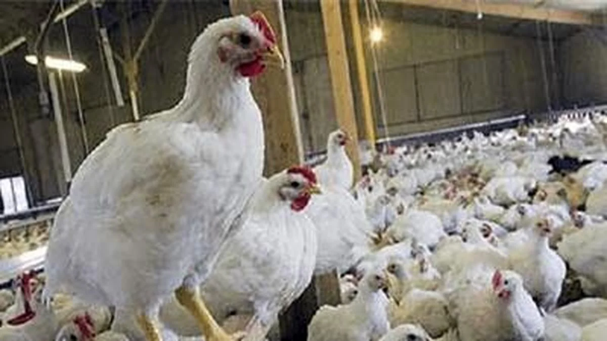 خبر جدید ؛ اولین واکنش به ماجرای تریاکی شدن مرغها خبر جدید ؛ اولین واکنش به ماجرای تریاکی شدن مرغها