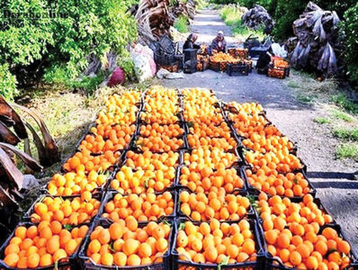 خبر روز | روسیه خرید پرتقالهای سمی ایران را متوقف کرد! خبر روز | روسیه خرید پرتقالهای سمی ایران را متوقف کرد!