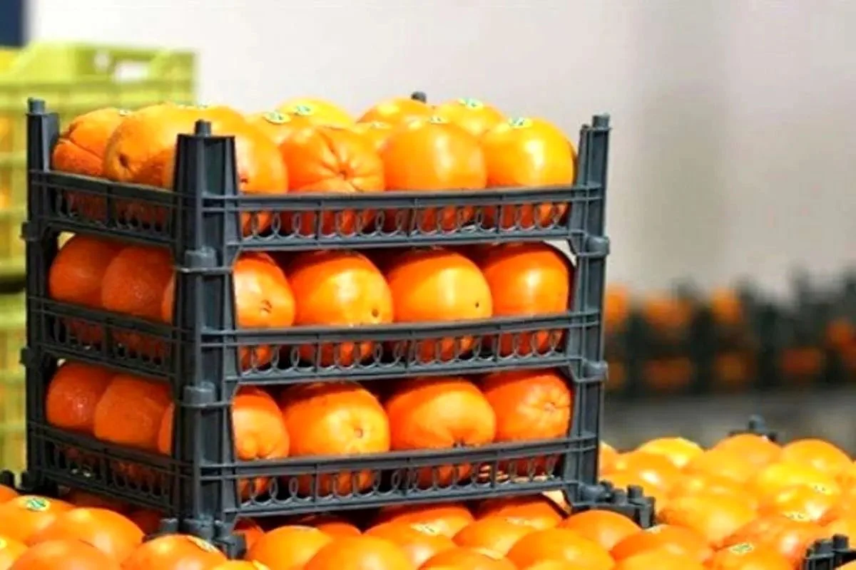 خبر امروز | ماجرای پرتقال سمی در ایران چیست؟