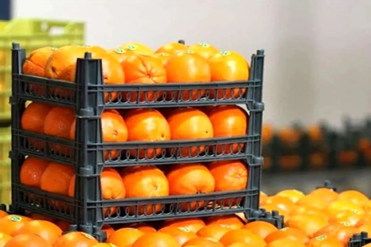 خبر امروز | ماجرای پرتقال سمی در ایران چیست؟