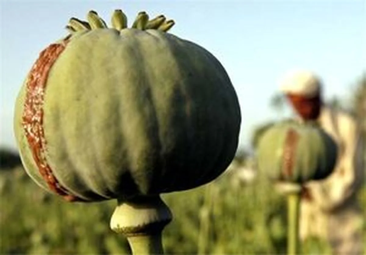 خبر امروز | ماجرای واردات ۷۲هزار میلیارد تومان تریاک چیست؟ خبر امروز | ماجرای واردات ۷۲هزار میلیارد تومان تریاک چیست؟