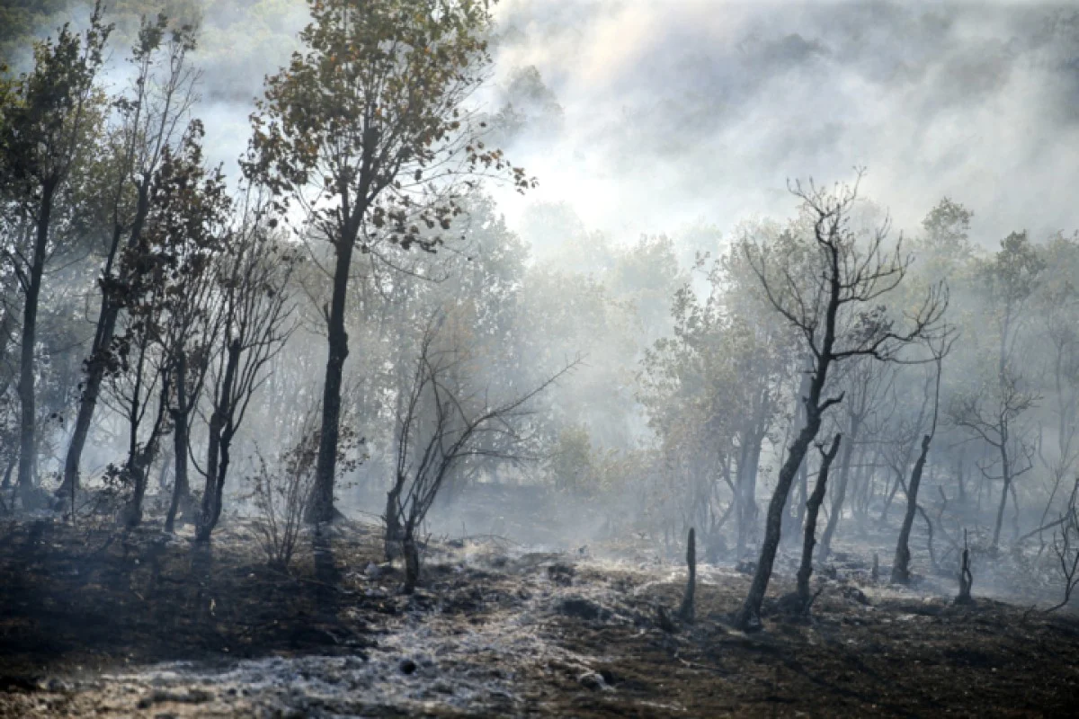 آتشسوزی جنگلهای سوادکوه مهار شد | عملیات شبانه منابع طبیعی برای جلوگیری از فاجعه زیستمحیطی در جنگلهای هیرکانی آتشسوزی جنگلهای سوادکوه مهار شد | عملیات شبانه منابع طبیعی برای جلوگیری از فاجعه زیستمحیطی در جنگلهای هیرکانی