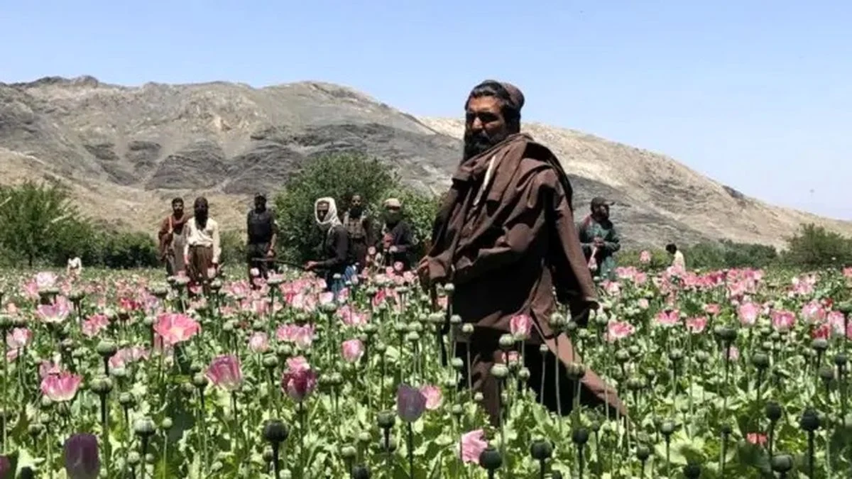 خبر امروز | ماهیت تریاک در ایران تغییر کرد! خبر امروز | ماهیت تریاک در ایران تغییر کرد!