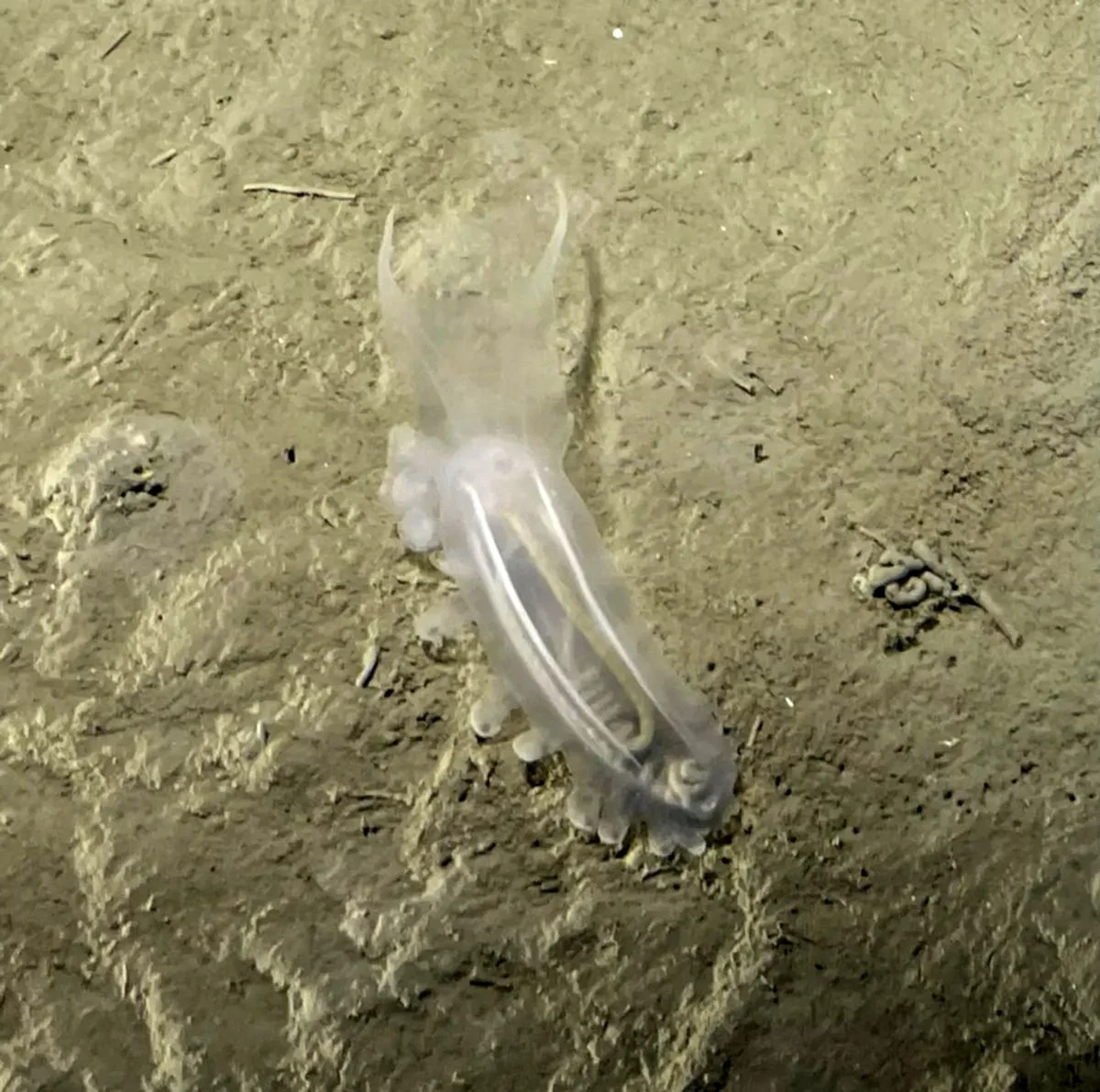 نگاه امروز | موجودات عجیبی که به تازگی در اعماق اقیانوس دیده شدهاند نگاه امروز | موجودات عجیبی که به تازگی در اعماق اقیانوس دیده شدهاند