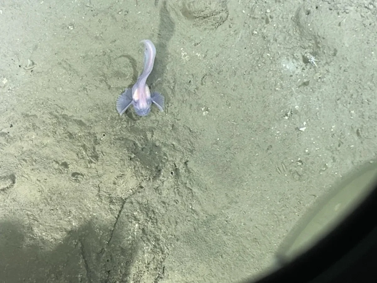 2025-11-24_14-45-53_854867-meylesokhan-ir 2