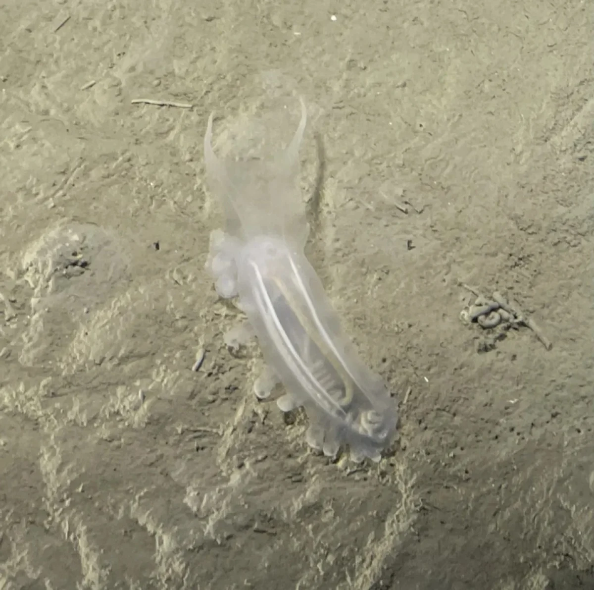 2025-11-24_14-45-54_244137-meylesokhan-ir 3