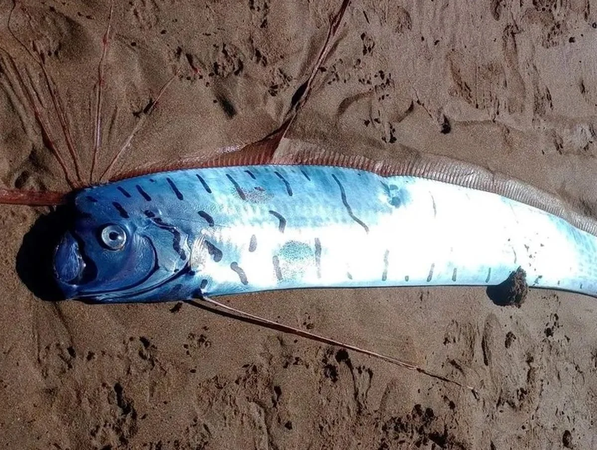 خبر جدید | مشاهده «ماهی آخرالزمان» در ساحل تاسمانی خبر جدید | مشاهده «ماهی آخرالزمان» در ساحل تاسمانی